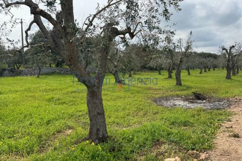 Villa i Ostuni, Brindisi, Ostuni - € 735.000 | Ref: 172862 - foto 14